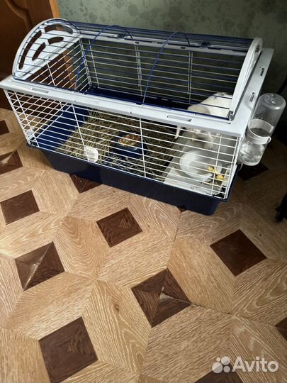 Кролики породы баран вместе с клеткой