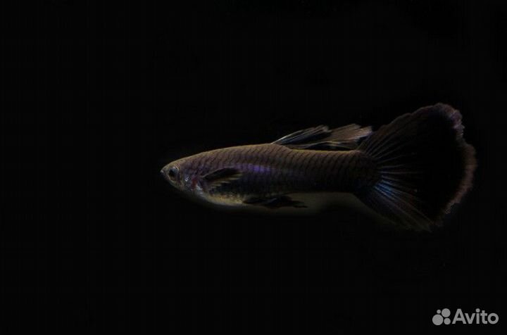 Гуппи Черный, Черный монах (Poecilia reticulata)