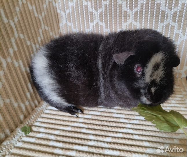 Морская свинка американский тедди