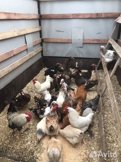 Петухи,Куры,Утки Подсадные,Голуби