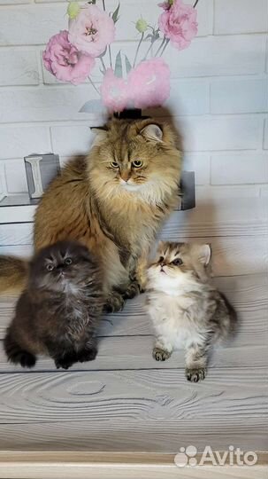 Шотландцы котята-лучший подарок ребёнку и девушке