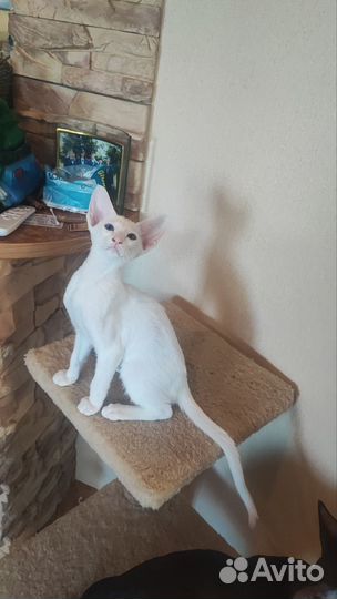 Ориентальная