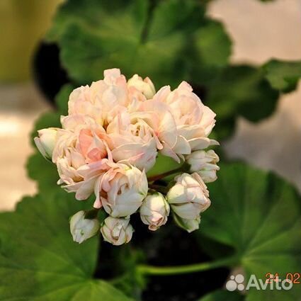 Выставка цветов в Краснодаре 16 сентября 2023г