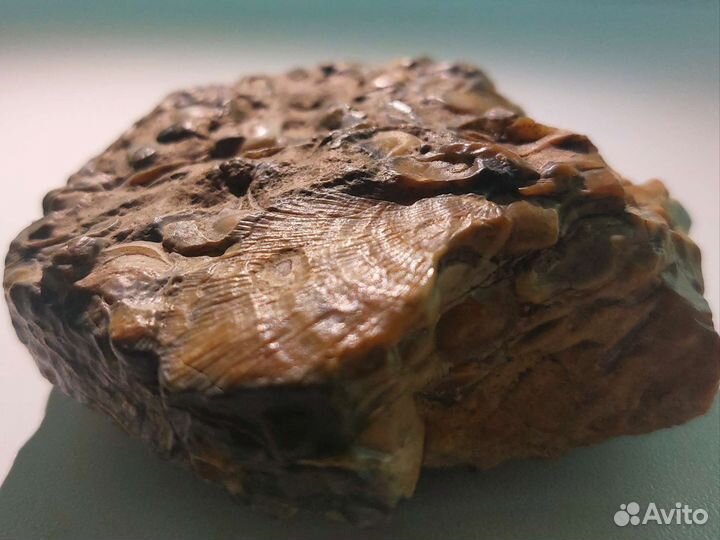 Окаменелое дно древнего моря