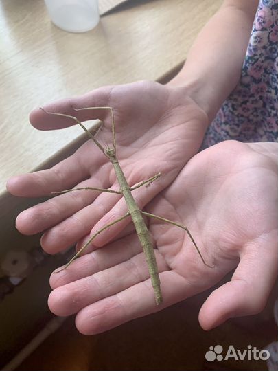 Палочники аннамские