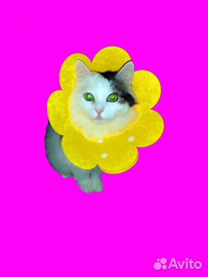 Защитный ветеринарный воротник для кошек и собак