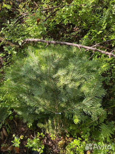 Веники для бани пихта