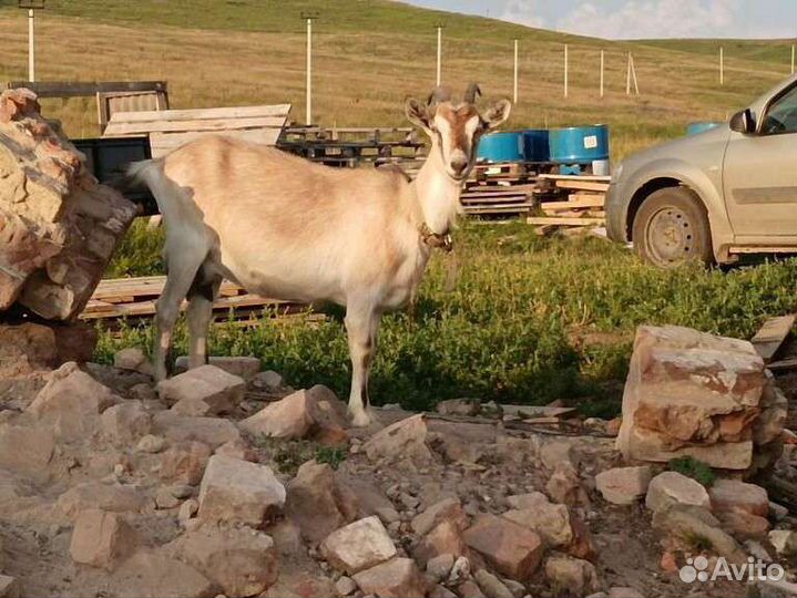 Козы дойные