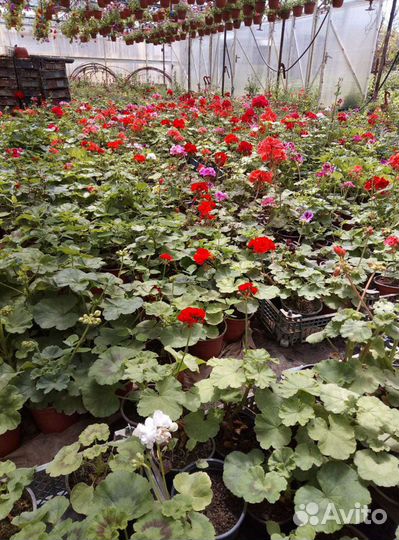 Остеоспермум, Герань и другие летники