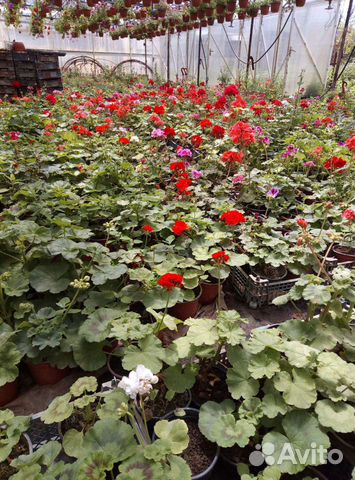 Остеоспермум, Герань и другие летники