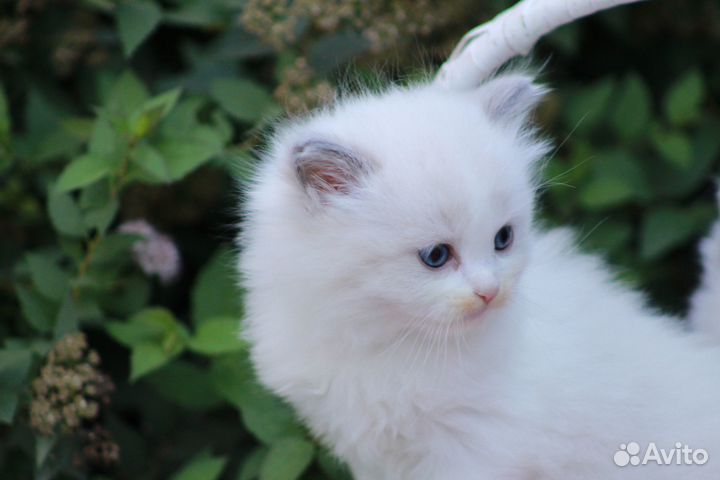 Котята рэгдолл (второе потомство) чистокровные