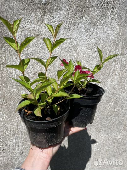 Вейгела цветущая