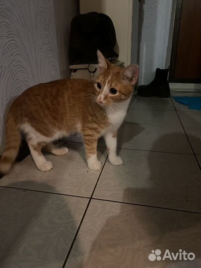 Кот в добрые руки)