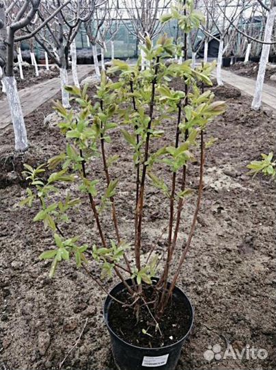 Саженцы Ежемалина Блэк Сатин без шипов