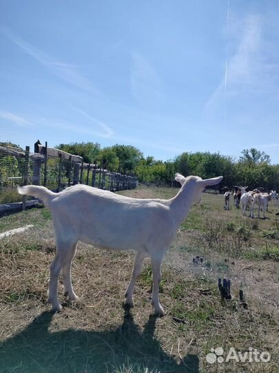 Альпийские козочки