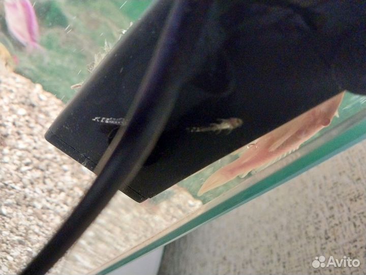 Сомики Анцитрусы. Чистильщики. Присоски