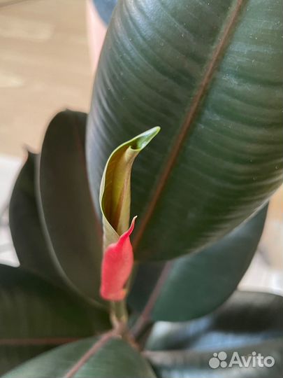 Фикус эластика абиджан