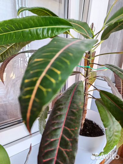 Комнатные цветы