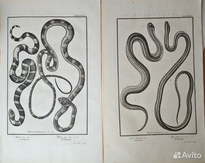 13 Больших Антикварных гравюр Змеи 1731 Швейцария