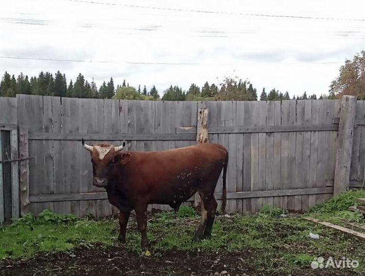 Продам быка