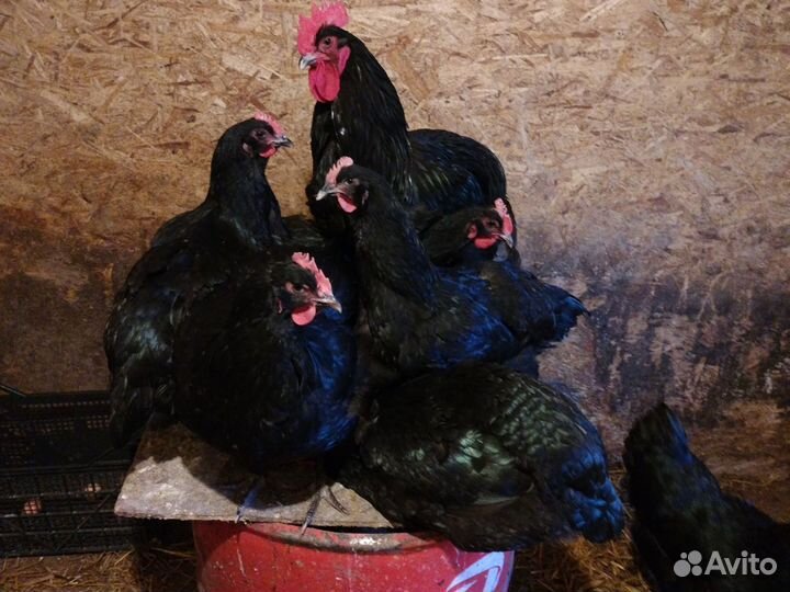 Инкубационное Джерсийский гигант