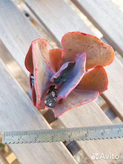 Суккуленты