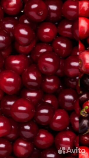 Вишня саженец