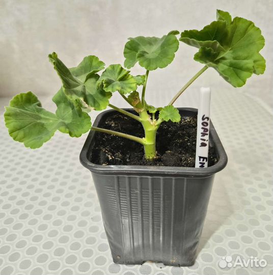 Пеларгония Софи Эмма