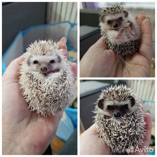 Продам африканских ежат