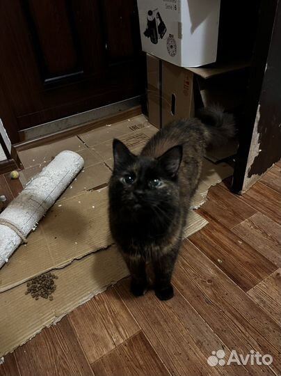 Коты и кошки в добрые руки