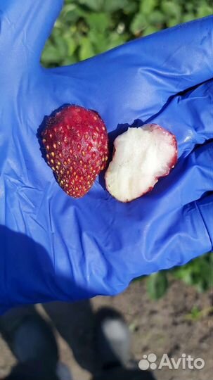 Земклуника мускатная усы, рассада