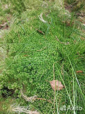 Мох сфагнум