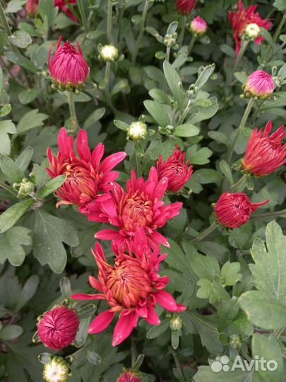 Хризантемы, дельфиниум, ромашка