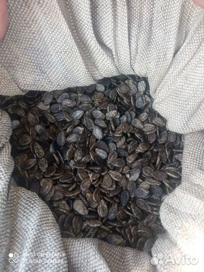 Семена арбуза 