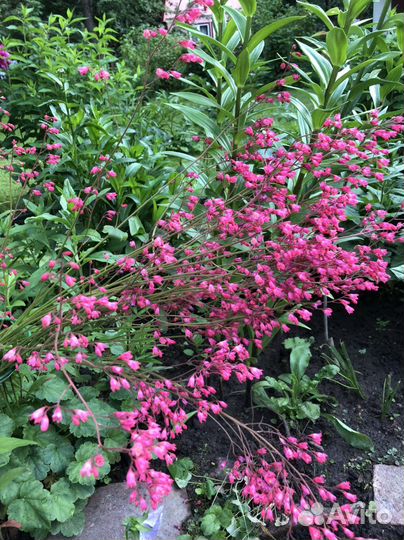 Многолетники садовые