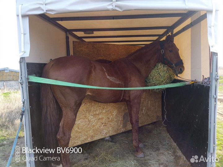 Перевозка животных,лошадей,жеребят и крс