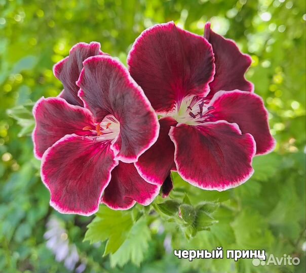 Королевская пеларгония (герань)