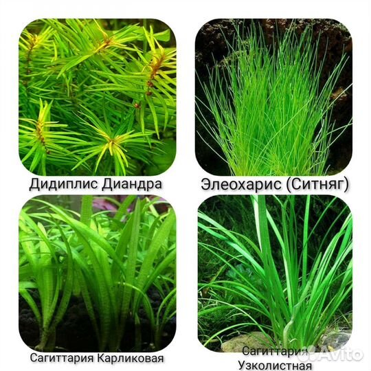 Аквариумные Растения