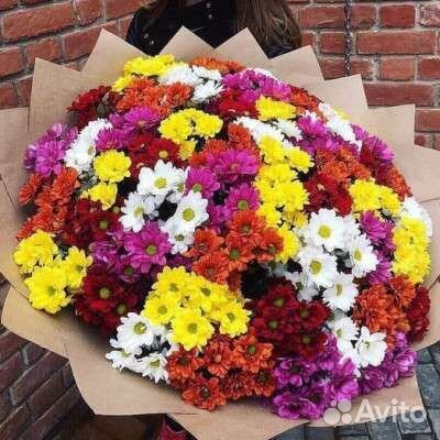 15,25, 51, 101 кустовая хризантема доставка