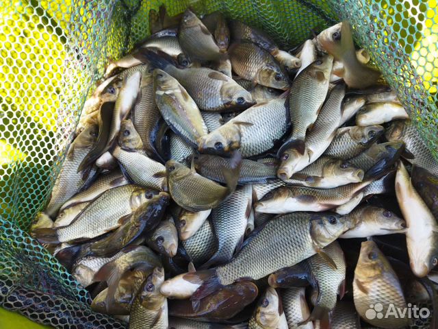 Рыба живая карп малек