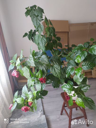 Гибискус китайская роза