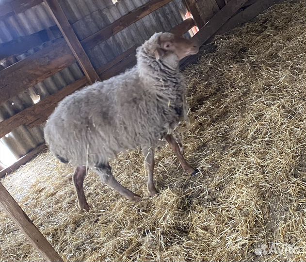 Баран и матка