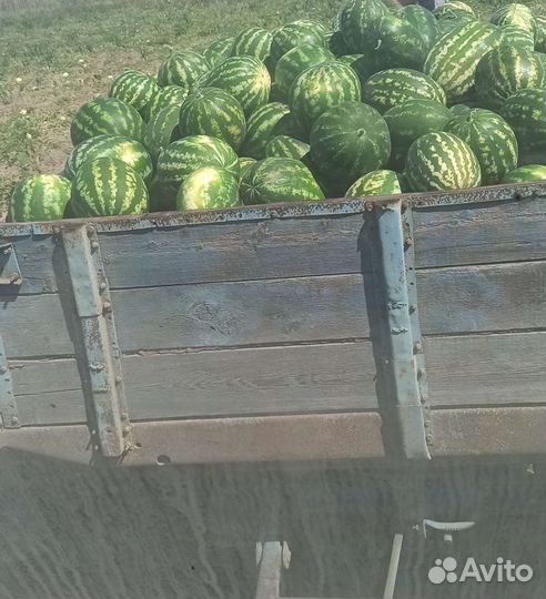 Арбуз сахарный малыш, конго