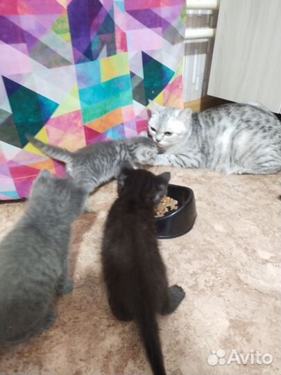 Шотландские прямоухие котята