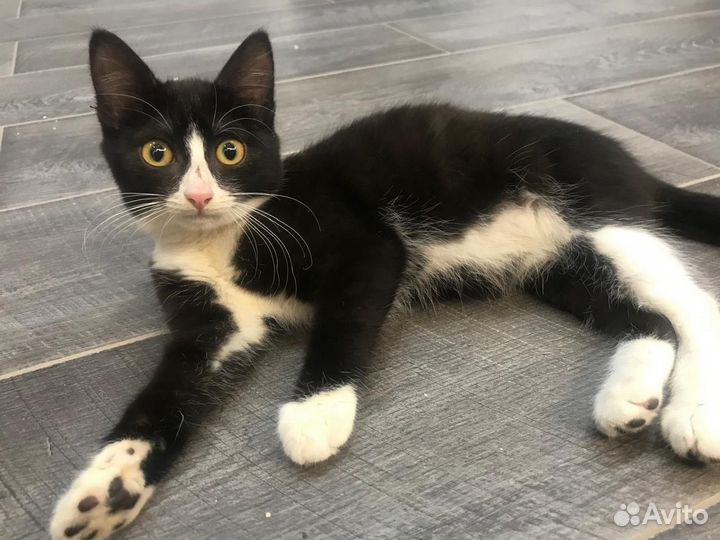 Кошка в дар