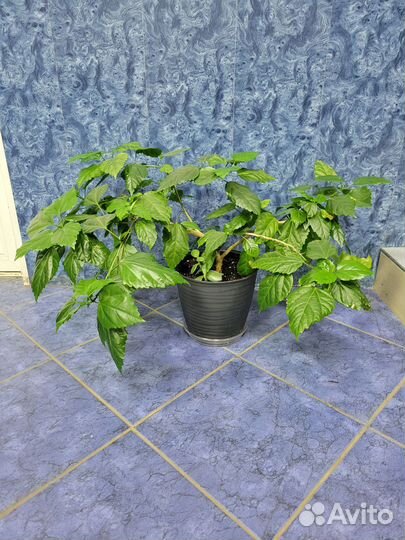 Гибискус Китайская домашняя роза