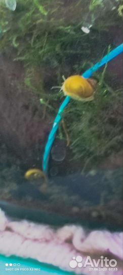 Улитки аквариумные ампулярии