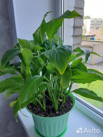 Комнатные цветы