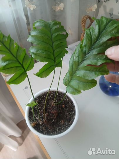 Папоротник