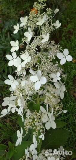 Гортензия метельчатая киушу